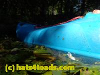 /home//u458753944/public_html/sourcegallery////Frogs/Bullfrogs 2016-08 Ontario/P8091466.JPG